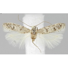 /filer/webapps/moths/media/images/B/brandbergensis_Scrobipalpa_HT_NMNW.jpg