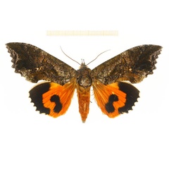 /filer/webapps/moths/media/images/L/lequeuxi_Eudocima_AF_RMCA.jpg