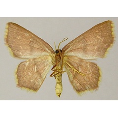 /filer/webapps/moths/media/images/G/gnamptoloma_Chrysocraspeda_AF_ZSMb.jpg