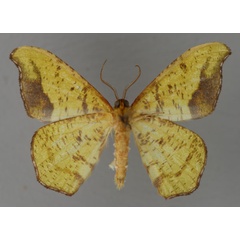 /filer/webapps/moths/media/images/T/tornifusca_Hypocoela_PT_ZSM_02.jpg