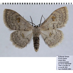 /filer/webapps/moths/media/images/N/nigrimacula_Somatina_AM_ZSMa.jpg