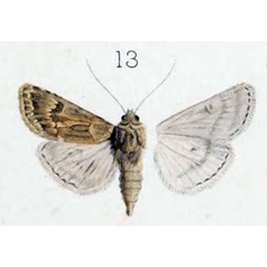 /filer/webapps/moths/media/images/L/lasserrei_Luperina_STF_Oberthur_1881_11-13.jpg