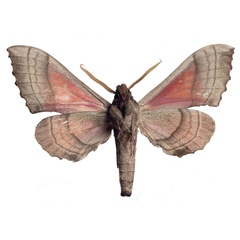 /filer/webapps/moths/media/images/T/togoensis_Rufoclanis_PTM_EMEMb.jpg