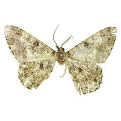 /filer/webapps/moths/media/images/V/voeltzkowii_Boarmia_LT_MfN.jpg