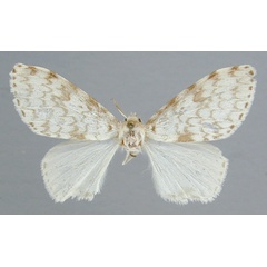 /filer/webapps/moths/media/images/M/malgassica_Lymantica_A_RMCA_02.jpg