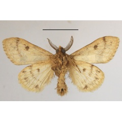 /filer/webapps/moths/media/images/E/extorta_Laelia_AM_MGCLb_01.jpg