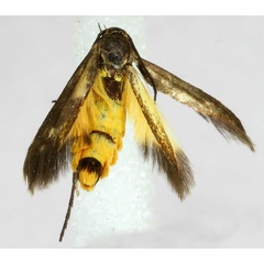 /filer/webapps/moths/media/images/S/scatospila_Eretmocera_A_ZMHB.jpg