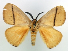 /filer/webapps/moths/media/images/R/restricta_Chrysopoloma_AM_Basquin.jpg
