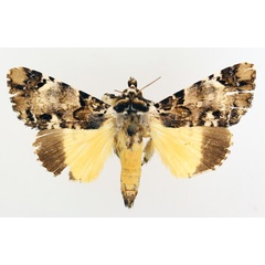 /filer/webapps/moths/media/images/V/varius_Ulotrichopus_AM_TMSA_02.jpg