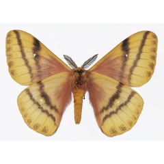 /filer/webapps/moths/media/images/D/dolabella_Ubaena_AM_Basquinb.jpg