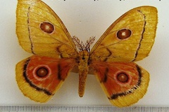 Bunaeopsis dido