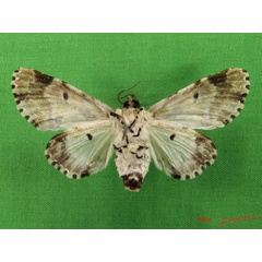 /filer/webapps/moths/media/images/S/schausi_Thiacidas_AF_Albertb_02.jpg