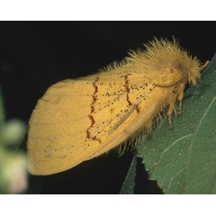 /filer/webapps/moths/media/images/B/bivittata_Chrysopsyche_A_Roland_02.jpg