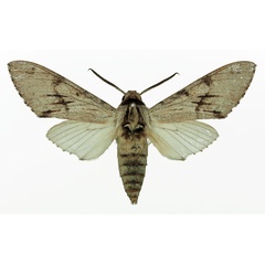 /filer/webapps/moths/media/images/J/jordani_Pantophaea_AM_Basquin_02.jpg