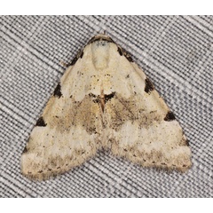 /filer/webapps/moths/media/images/G/goateri_Tegiapa_AM_Heyns_2.jpg