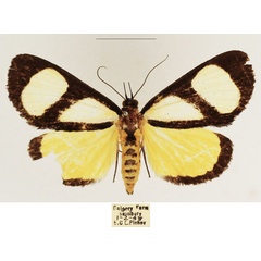 /filer/webapps/moths/media/images/X/xanthosoma_Stemonoceras_AF_TMSA_01.jpg