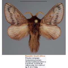 /filer/webapps/moths/media/images/P/punctifascia_Anadiasa_AM_Fiebig_02.jpg