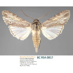 /filer/webapps/moths/media/images/A/atrimacula_Cucullia_A_Fiebig.jpg