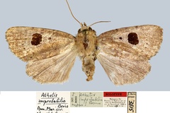 Athetis improbabilis