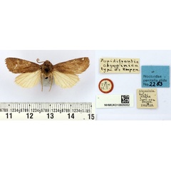 /filer/webapps/moths/media/images/A/abyssinica_Aspidifrontia_HT_BMNH.jpg