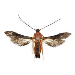 /filer/webapps/moths/media/images/P/puehringeri_Conopsia_HT_ANHRTa.jpg