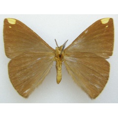 /filer/webapps/moths/media/images/A/apicalis_Drepanojana_HT_NHMUKb.jpg