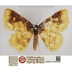 /filer/webapps/moths/media/images/A/argyropasta_Lophocyttarra_HT_NHMUK.jpg