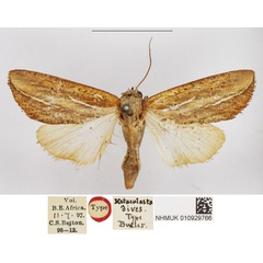/filer/webapps/moths/media/images/D/dives_Metaculasta_HT_NHMUK.jpg