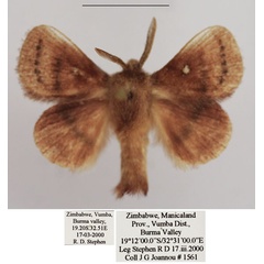 /filer/webapps/moths/media/images/R/reducta_Euwallengrenia_AM_TMSA_04.jpg