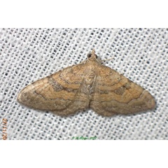 /filer/webapps/moths/media/images/Q/quadrisecta_Orthonama_AM_Bippus.jpg