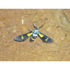 /filer/webapps/moths/media/images/G/guineensis_Euchromia_A_Stanton.jpg