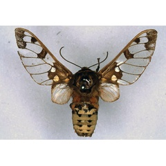 /filer/webapps/moths/media/images/S/stigmatica_Balacra_HT_ZMHB_01.jpg