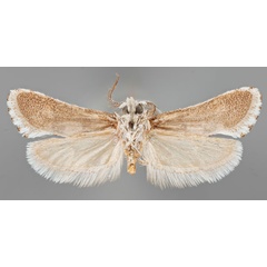 /filer/webapps/moths/media/images/M/minorata_Pseudurgis_HT_MfNb.jpg