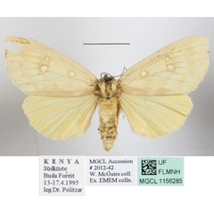/filer/webapps/moths/media/images/O/odontophora_Rhanidophora_A_MGCLa_01.JPG