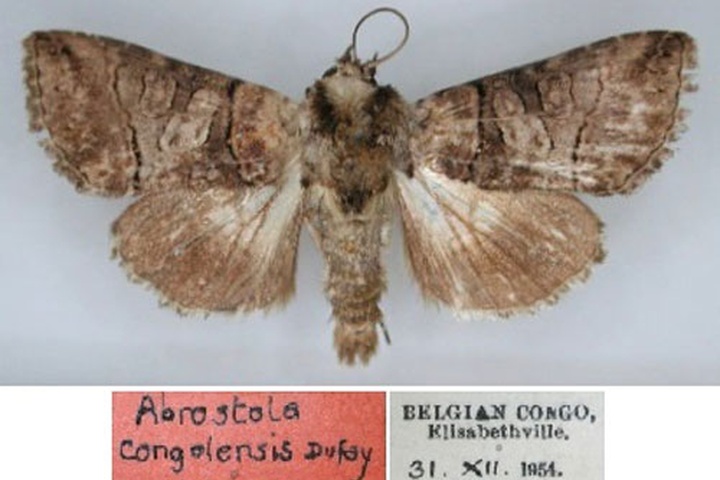 /filer/webapps/moths/media/images/C/congolensis_Abrostola_HT_RMCA.jpg