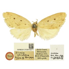 /filer/webapps/moths/media/images/S/stictica_Siccia_HT_BMNH.jpg