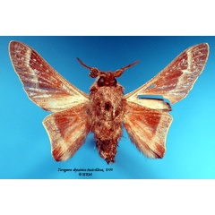 /filer/webapps/moths/media/images/A/abyssinica_Taragama_HT_SNHMb.jpg