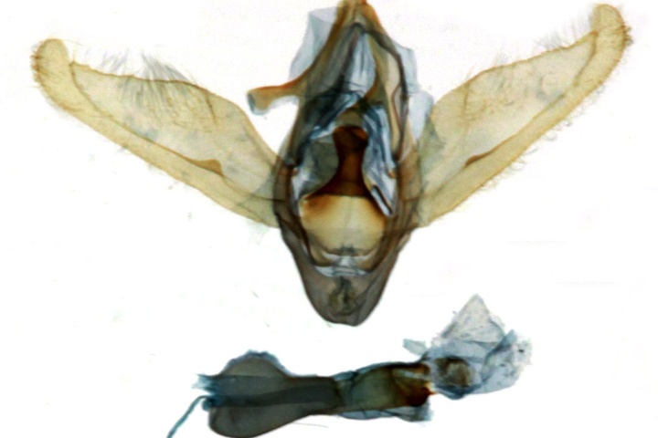 /filer/webapps/moths/media/images/J/jucunda_Aburina_GM_MNHN_8345.jpg