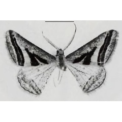 /filer/webapps/moths/media/images/N/netta_Isturgia_AM_NHMUK.jpg