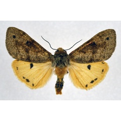 /filer/webapps/moths/media/images/T/translucens_Teracotona_AM_NHMO_01.jpg