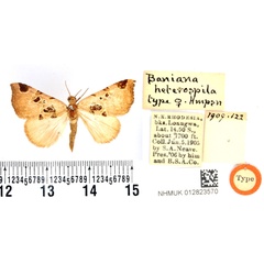 /filer/webapps/moths/media/images/H/heterospila_Baniana_PLT_BMNH.jpg