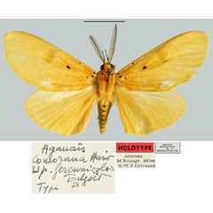 /filer/webapps/moths/media/images/F/fereunicolor_Aganais_HT_MNHNa.jpg