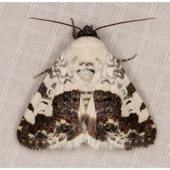 /filer/webapps/moths/media/images/D/discoidea_Acontia_A_Heyns_02_ROEUwAn.jpg