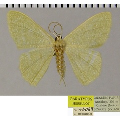 /filer/webapps/moths/media/images/A/annobonica_Chlorissa_PTM_ZSMa.jpg