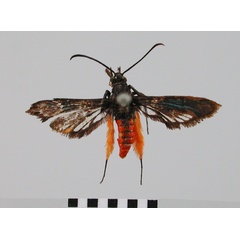 /filer/webapps/moths/media/images/I/iridescens_Grypopalpia_HT_BMNH.jpg