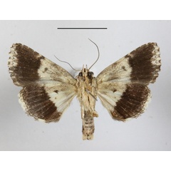 /filer/webapps/moths/media/images/D/dipterygia_Aedia_A_MGCLb_01.JPG