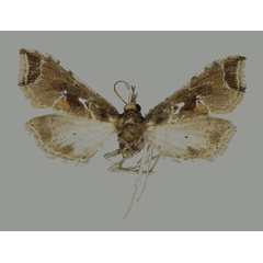 /filer/webapps/moths/media/images/L/laisalis_Leucinodes_AF_Mally_01.jpg