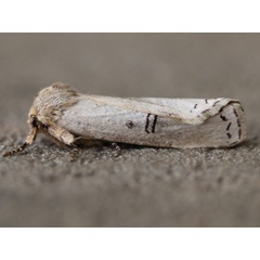 /filer/webapps/moths/media/images/L/lactea_Elaphrodes_A_Voaden_01.jpg