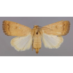 /filer/webapps/moths/media/images/F/flavipuncta_Athetis_A_RMCA_01.jpg