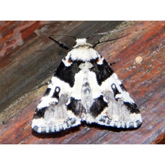/filer/webapps/moths/media/images/M/melanodonta_Leucotrachea_A_Grobler_01.jpg